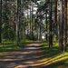 Балтийский лес