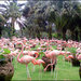 Нунг-Нуч (нашествие розовых фламинго)