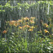 «Лилейник под проливным дождём» (Живописные этюды