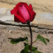 Роза любви