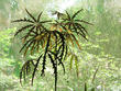 Волгоградская пальма