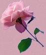Розовая нежность