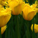 «Колючие» тюльпаны