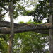 Игуана на деревею