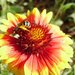пчелка на цветочке