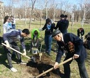 В Волгограде в Парке Победы высадили деревья