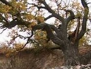 В Волгоградской области знаменитый дуб-патриарх признан памятником живой природы