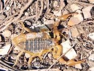 В Волгоградской области обнаружено новое место обитания скорпионов