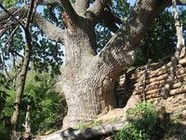 В Волгоградской области установлен точный возраст легендарных деревьев