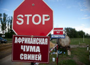 В Волгоградской области снова борются со свиной чумой
