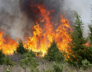 В лесах Волгоградской области по-прежнему действует противопожарный режим