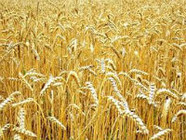 В России 27 октября пройдут первые торги зерновых по новым ценам