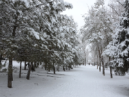 Какая зима будет в Волгограде?