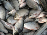 В Волгоградской области за минувший год выловили 5 тысяч тонн рыбы
