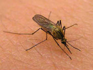 Водоёмы  Волгоградской области обрабатывают от комаров