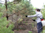 В Волгоградской области обработали от вредителей 11 тысяч гектаров лесов
