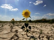 Всемирный день борьбы с опустыниванием и засухой 