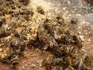 В хуторе под Волгоградом после обработки полей ядохимикатами погибли все пчёлы
