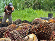 Пальмовое масло убивает сельхозпроизводителя