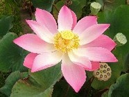 В Волго-Ахтубинской пойме цветут лотосы
