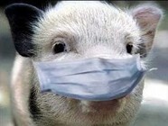В 14 районах Волгоградской области введен режим ЧС из-за чумы свиней