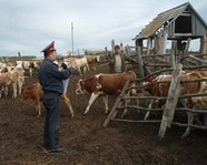 В Волгоградской области регулируют выпас скота 