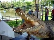 В Лимпопо три брата-импотента погибли во время ритуального изнасилования крокодилицы 