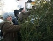 Под Волгоградом парень незаконно продавал елки