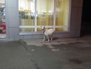 На юге Волгограда коза пыталась попасть на заправку