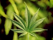 Под Волгоградом полиция обнаружила нарколабораторию с 12 кг марихуаны