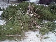 В Волгограде выброшенные елки переработают на удобрения 