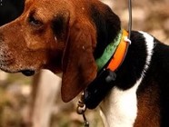 Волжанин пытался продать на сайте бесплатных объявлений собачий ошейник с «прослушкой»