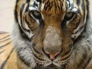 В Волгоградском цирке тигр покусал нетрезвого сотрудника 