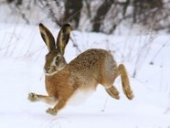 В Волгоградской области  завершена охота на зайца-русака