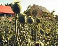 В России могут легализовать выращивание опиумного мака