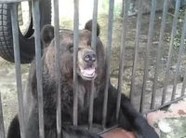 В Волгограде медведи обрели дом