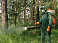 В Волгоградской области обработают леса от вредителей 
