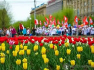 Волгоград украсили свыше 30 тысяч цветов