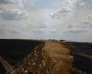 Под Волгоградом сгорело 50 га пшеницы
