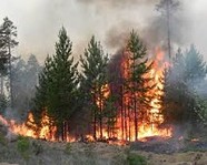 В Волгоградской области объявлена  чрезвычайная пожароопасность