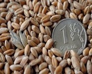 Цены на зерно гнутся под урожаем