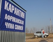 В Волгоградской области вновь обнаружена вспышка АЧС