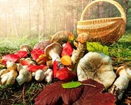 В Волгоградской области ребенок смертельно отравился грибами 