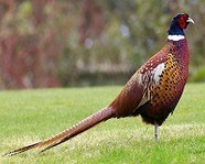 В Волгоградской области открылась охота на фазана