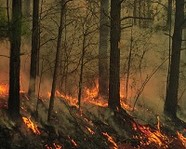 В Волгоградской области осужден поджигатель леса