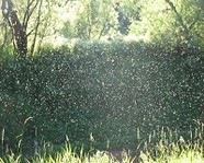 Перед ЧМ-2018 в Волгограде уничтожат комаров и мошек