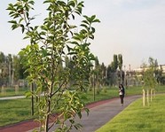 Для озеленения Волгограда высадили 1,5 га деревьев
