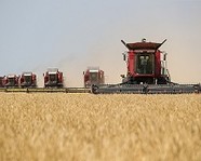 В Волгоградской области собрали уже более 1,8 млн тонн зерна