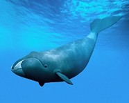 Сегодня – Всемирный день китов и дельфинов