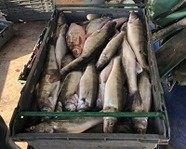 Под Волгоградом задержали рыбаков-браконьеров